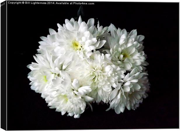 White Chrysanthemum Flowers 1 Canvas Print by Bill Lighterness