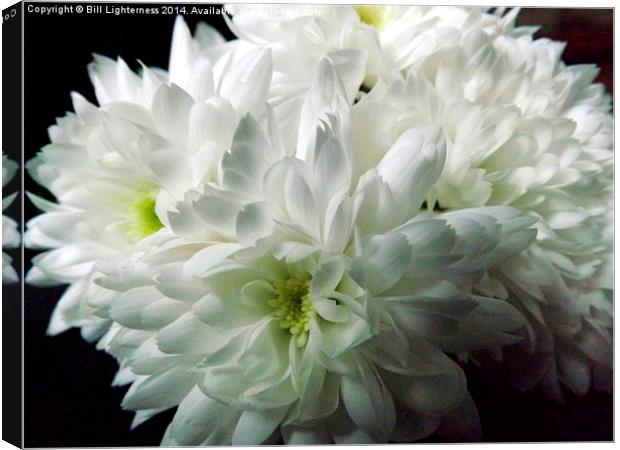 White Chrysanthemum Flowers 4 Canvas Print by Bill Lighterness