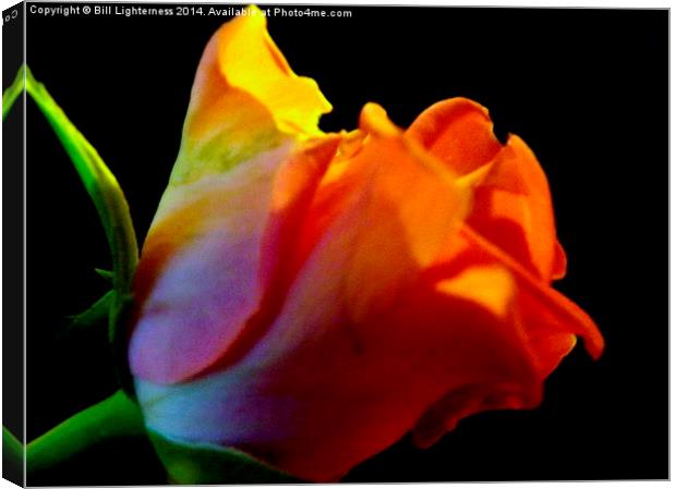 The Pink Rose Petals Canvas Print by Bill Lighterness