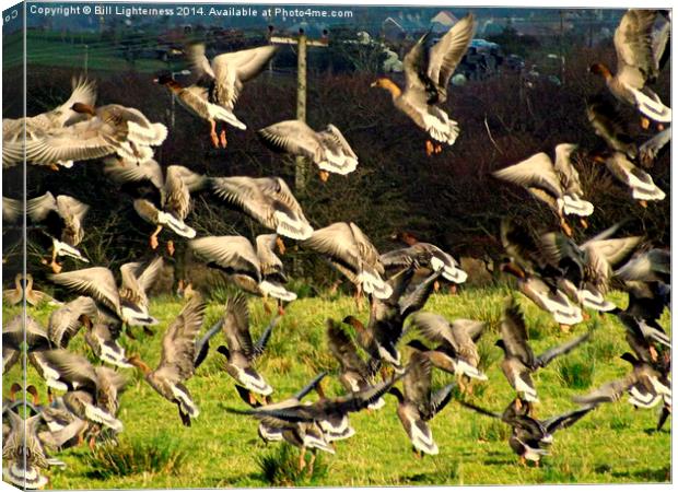 Flight of the Geese Canvas Print by Bill Lighterness