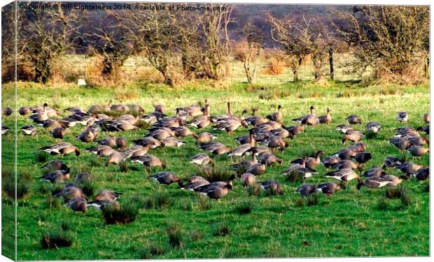 Field full of Geese ! Canvas Print by Bill Lighterness
