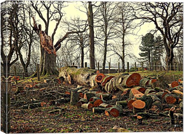 The Fallen Oak Tree Canvas Print by Bill Lighterness