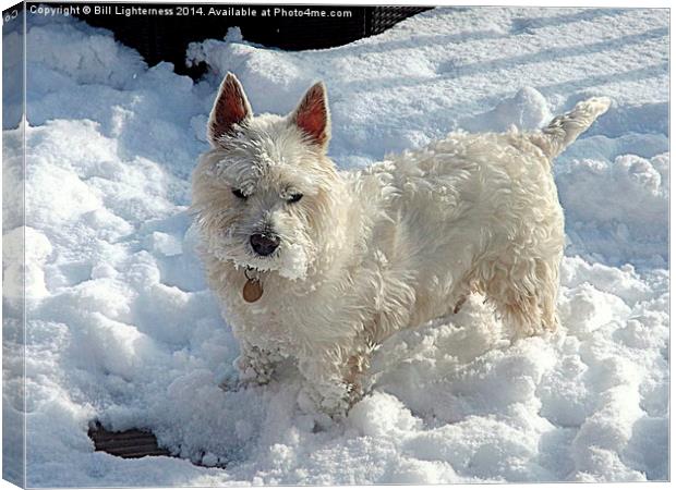 White Dog , White Snow ! Canvas Print by Bill Lighterness