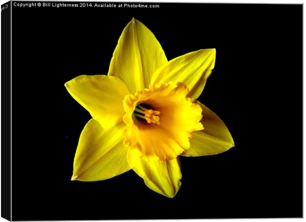 The Iconic Spring Flower Canvas Print by Bill Lighterness