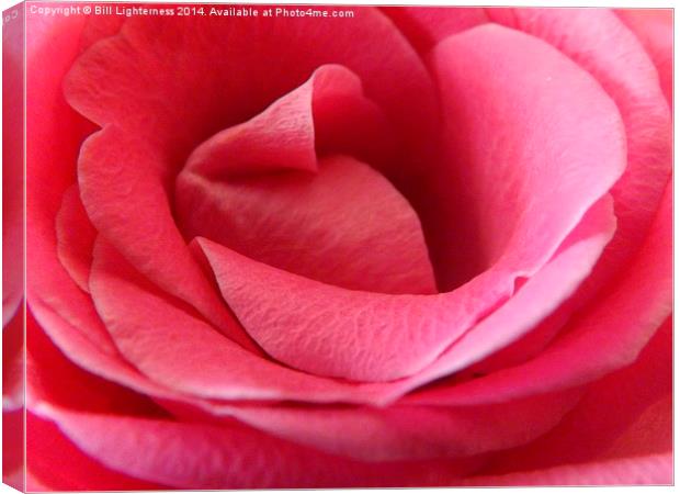 Perfect in Pink Canvas Print by Bill Lighterness