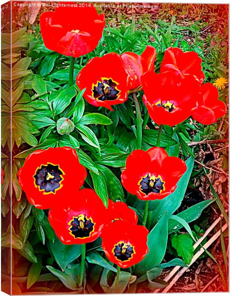 Red Tulip Display Canvas Print by Bill Lighterness