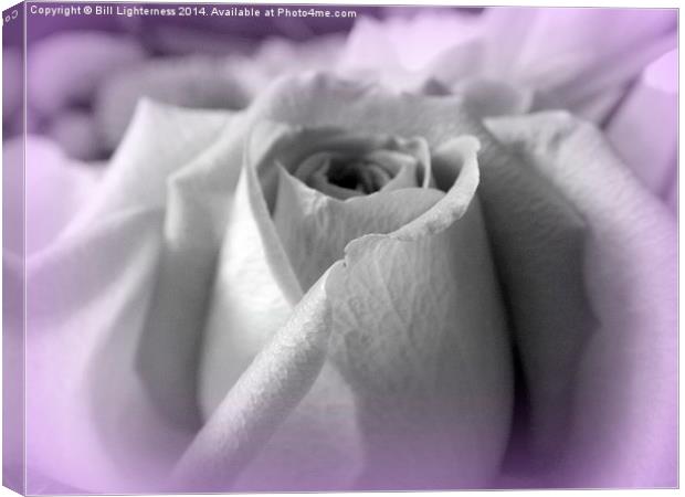 Rose with a twist ! Canvas Print by Bill Lighterness