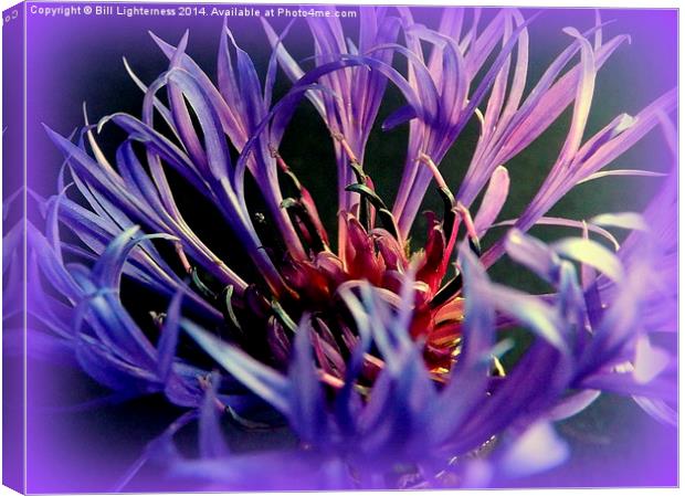 Cornflower , spiky blue Canvas Print by Bill Lighterness