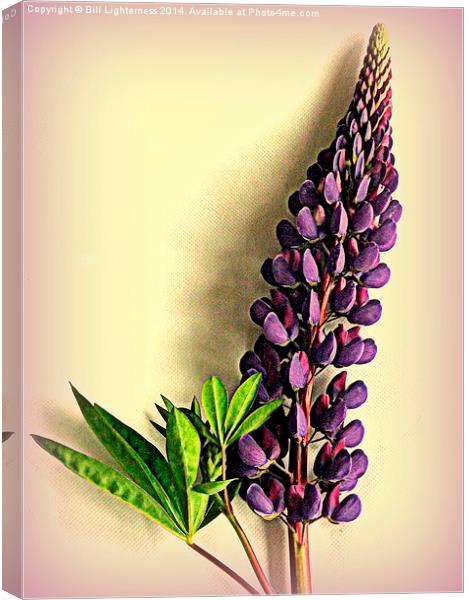 Painted Purple Lupin Canvas Print by Bill Lighterness