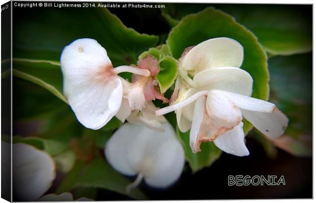 The White Begonia Canvas Print by Bill Lighterness