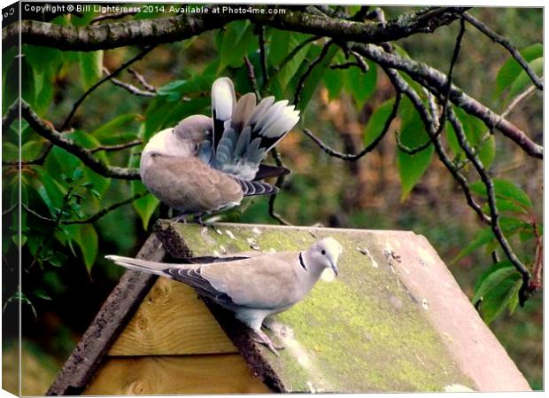  Doves a Cooing and Preening Canvas Print by Bill Lighterness