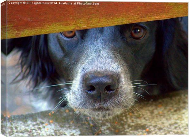  That Look ! Canvas Print by Bill Lighterness