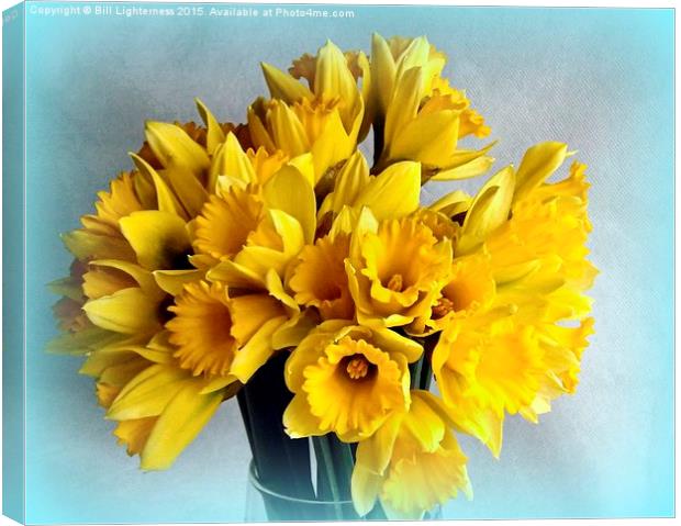 Mini Daffodil Delight Canvas Print by Bill Lighterness