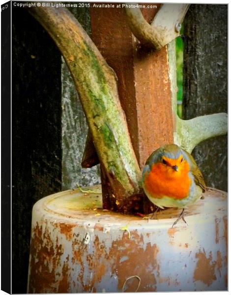  Robin on the Edge Canvas Print by Bill Lighterness
