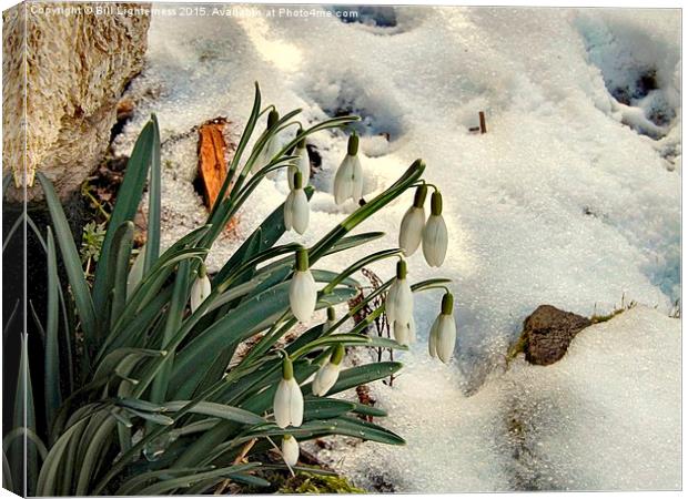 Snowdrops in the Snow Canvas Print by Bill Lighterness