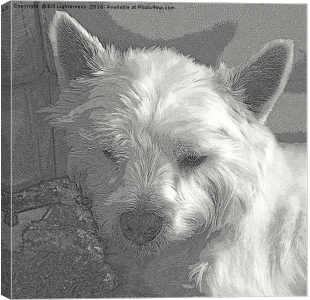 Westie with a Texture Canvas Print by Bill Lighterness