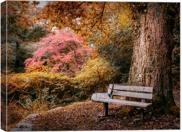 Seated in Autumn  Canvas Print by Purple OneTwoEight
