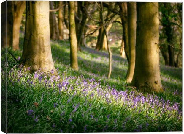Bluebells Canvas Print by Purple OneTwoEight