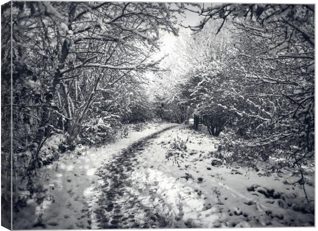Snow Path Canvas Print by Purple OneTwoEight