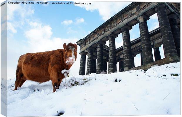 cow in the snow Canvas Print by Glenn Potts