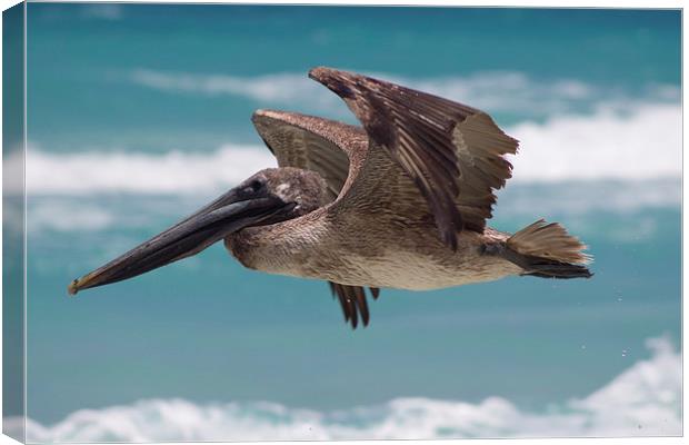 In flight Canvas Print by Richard Cooper-Knight
