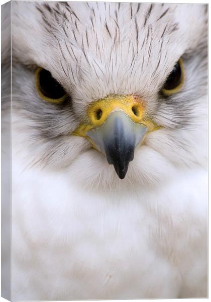 Close Encounter Canvas Print by Richard Cooper-Knight