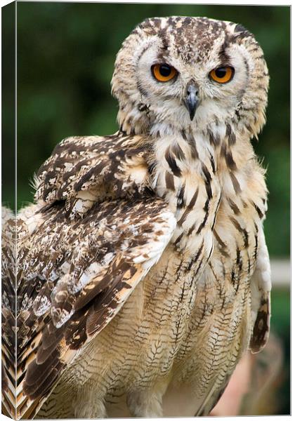 Owl Stare Canvas Print by Richard Cooper-Knight