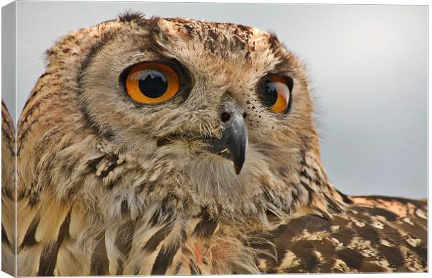 Owl Canvas Print by Richard Cooper-Knight