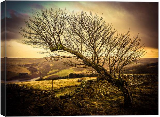 Freedom Tree Canvas Print by Laura Kenny