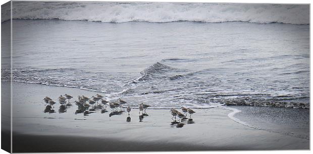 Sea waders Canvas Print by Laura Kenny
