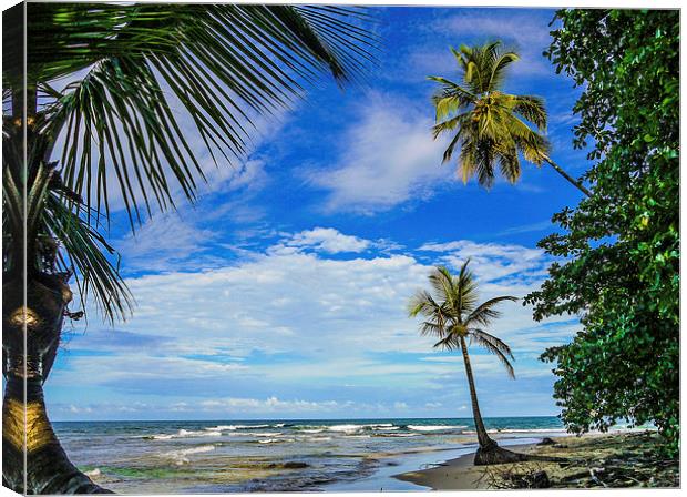 Palm Tree Paradise Canvas Print by Laura Kenny