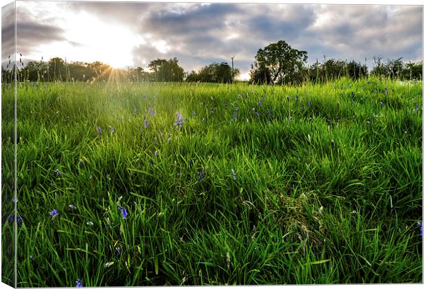 The green green grass. Canvas Print by Laura Kenny