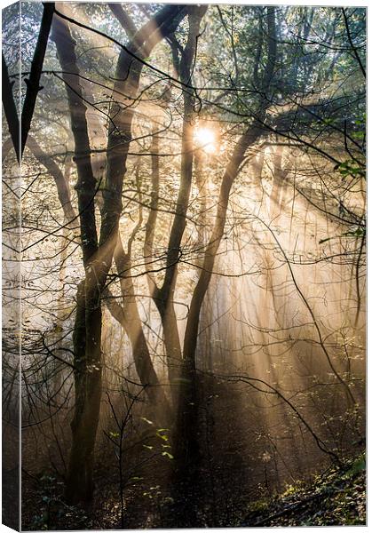  Misty Morning Canvas Print by Laura Kenny