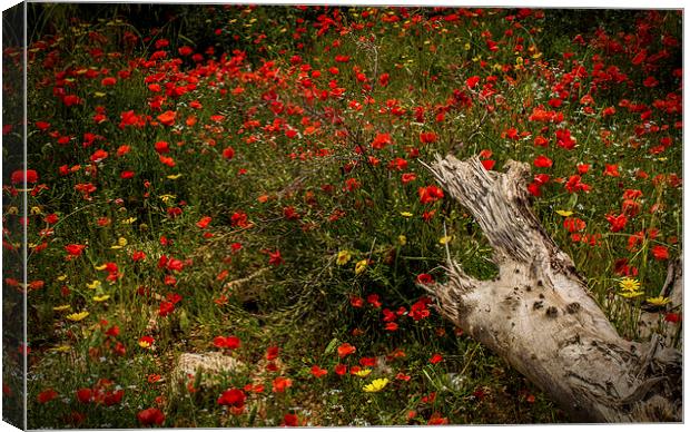  Poppies Canvas Print by Laura Kenny