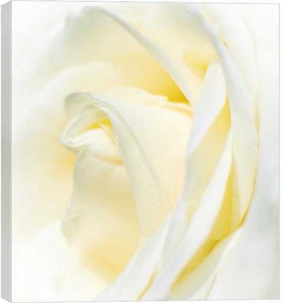  White Rose Canvas Print by Laura Kenny