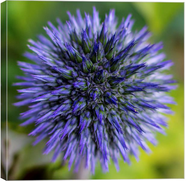  Globe Thistle Canvas Print by Laura Kenny