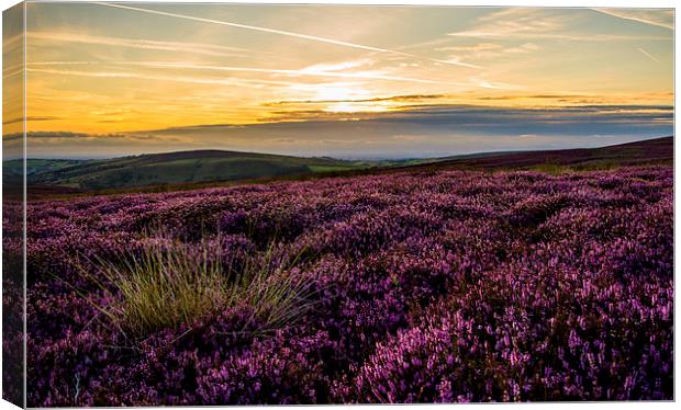  Amongst the Heather Canvas Print by Laura Kenny