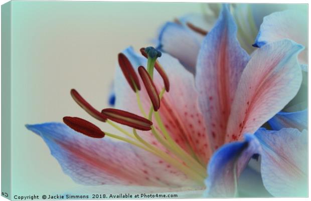 Asiatic Lily Canvas Print by Jackie Simmons
