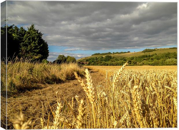 Cornfield near Fulking, West Sussex Canvas Print by Peter McCormack