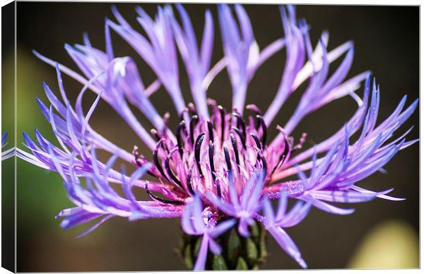 Unidentified Flower Canvas Print by Peter McCormack