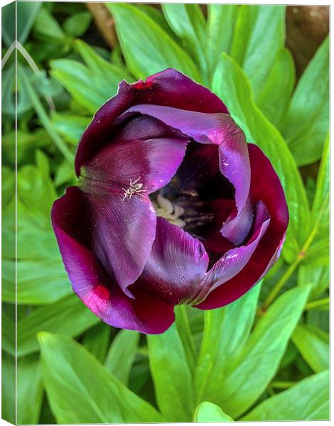 Tulip With Insect Canvas Print by Peter McCormack