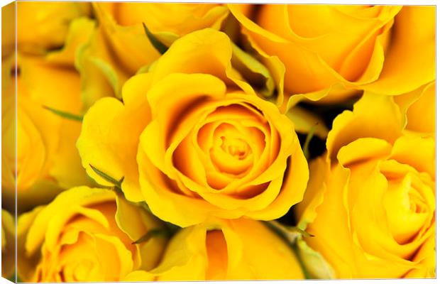 Yellow Roses Canvas Print by Paul Austen