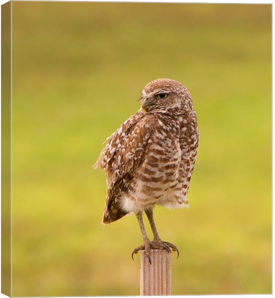 Burrowing Owl On Post Canvas Print by Anne Rodkin