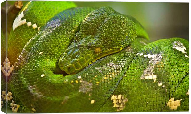 Emerald Tree Boa Canvas Print by Anne Rodkin