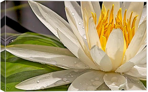 Droplets on Water Lily Canvas Print by Anne Rodkin