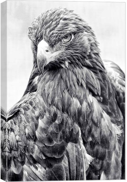 Golden Eagle Canvas Print by Anne Rodkin