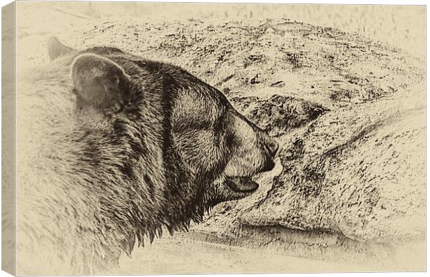 Black Bear Canvas Print by Anne Rodkin