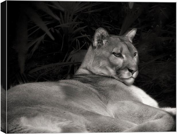 Florida Panther Canvas Print by Anne Rodkin