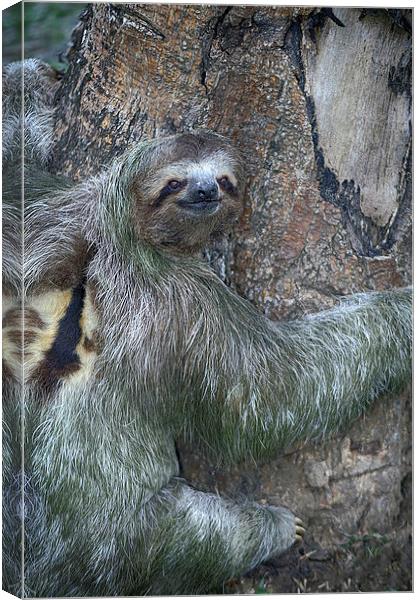 Three Toed Sloth Canvas Print by Anne Rodkin