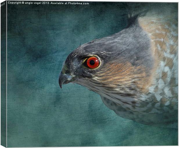 Sharp-Shinned Hawk Canvas Print by angie vogel